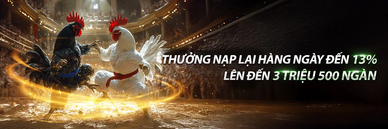 Sân đấu đá gà trực tuyến 555win12 với không khí sôi động